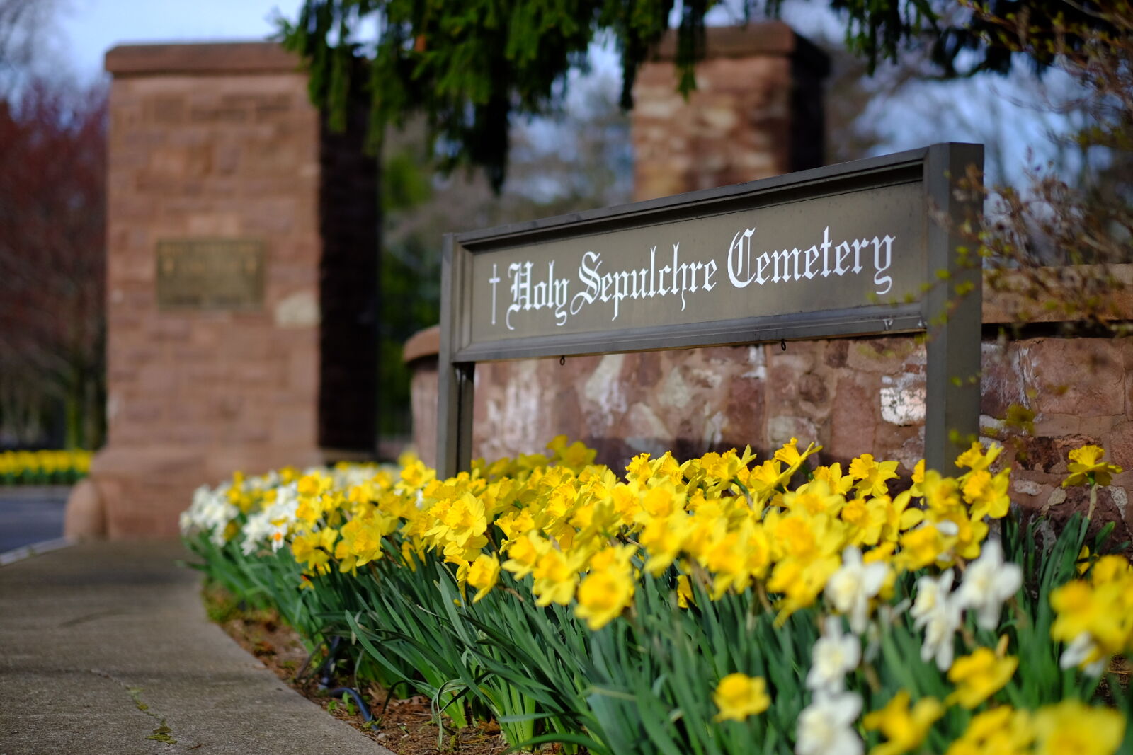 Entrance Daffodils