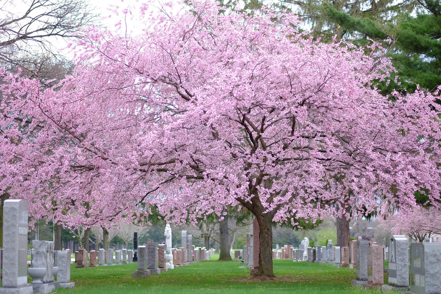 garden sections at holy sepulchre cemetery